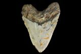Fossil Megalodon Tooth - North Carolina #147535-2